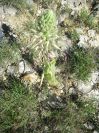 2009-05-29-063-Unknown-Orchid
