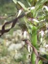 2009-05-29-066-Unknown-Orchid