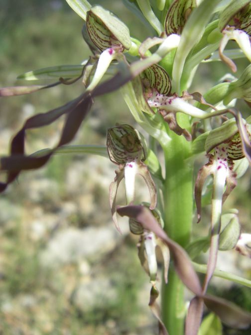2009-05-29-066-Unknown-Orchid