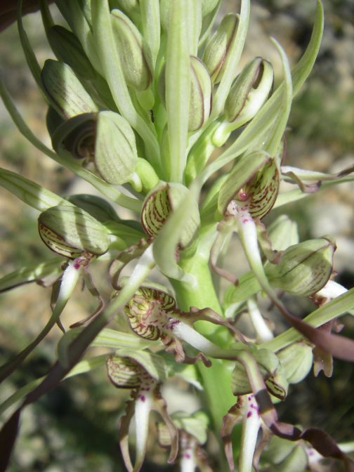 2009-05-29-067-Unknown-Orchid
