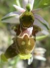 2009-05-29-069-Unknown-Orchid