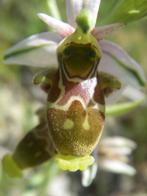 2009-05-29-069-Unknown-Orchid