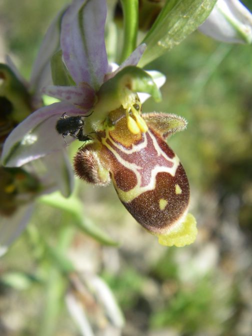2009-05-29-070-Unknown-Orchid