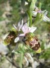 2009-05-29-071-Unknown-Orchid