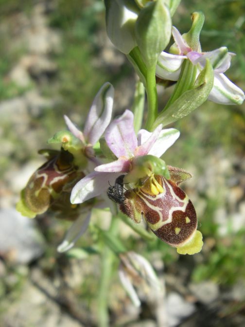 2009-05-29-071-Unknown-Orchid