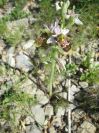 2009-05-29-072-Unknown-Orchid