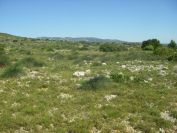 2009-05-29-073-Habitat
