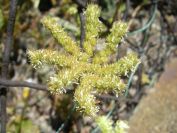 2009-05-29-079-Unknown-Succulent