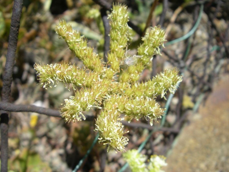 2009-05-29-079-Unknown-Succulent