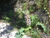 2009-05-29-080-Acanthus