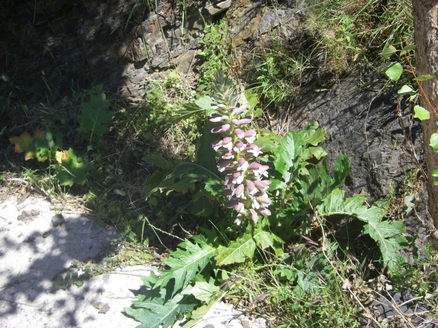 2009-05-29-080-Acanthus
