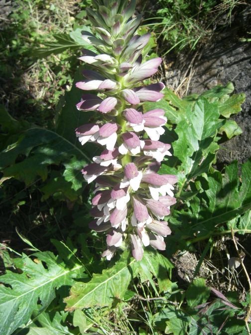 2009-05-29-081-Acanthus