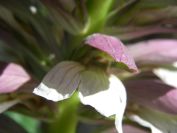 2009-05-29-082-Acanthus