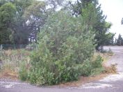2009-05-30-005-Unusual-Pine