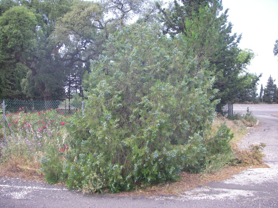 2009-05-30-005-Unusual-Pine