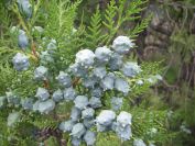 2009-05-30-006-Unusual-Pine