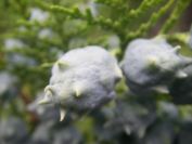 2009-05-30-007-Unusual-Pine