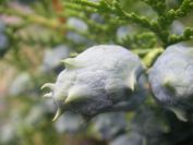 2009-05-30-008-Unusual-Pine