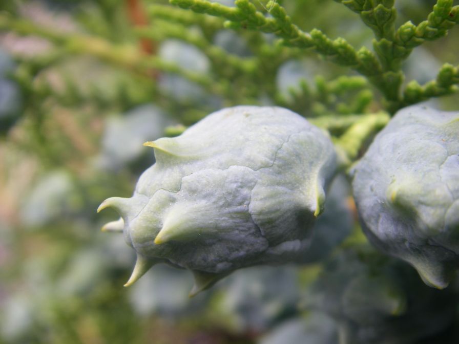 2009-05-30-008-Unusual-Pine