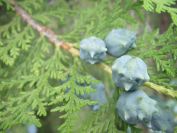 2009-05-30-009-Unusual-Pine