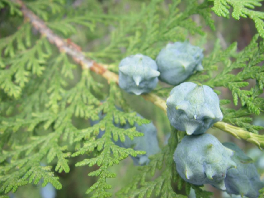 2009-05-30-009-Unusual-Pine