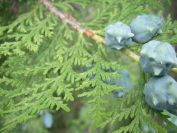 2009-05-30-010-Unusual-Pine