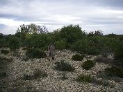 2010-10-24-006-Donkey