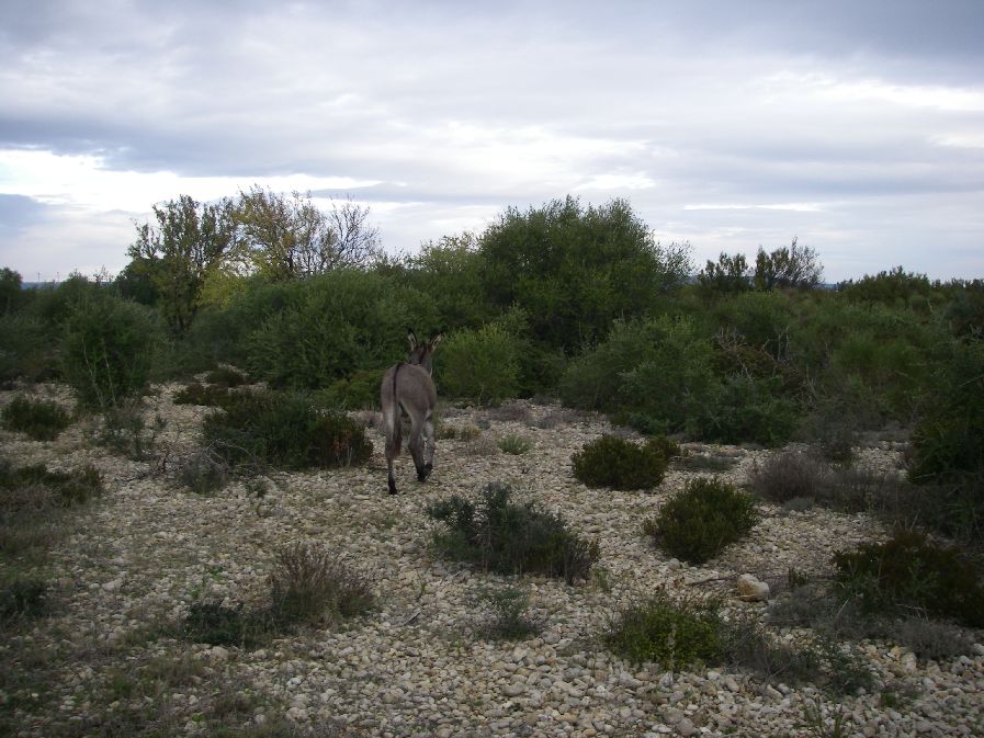 2010-10-24-006-Donkey