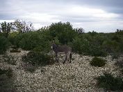 2010-10-24-007-Donkey