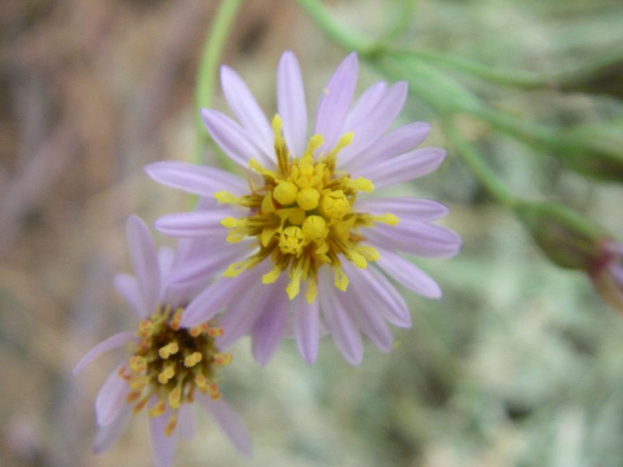 2010-10-24-013-Asters
