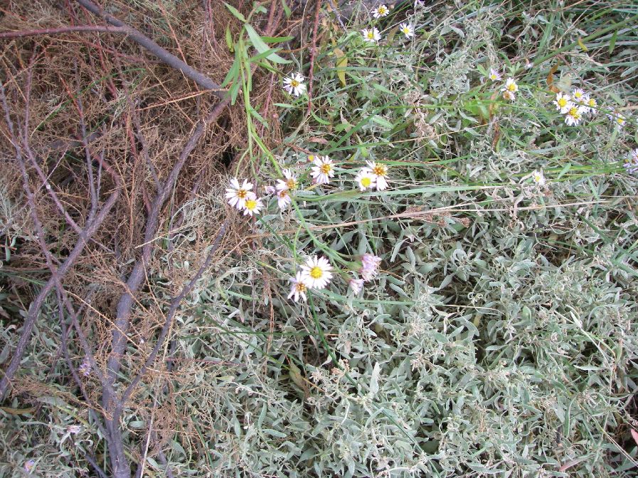 2010-10-24-014-Asters