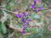 2010-10-24-015-Limonium