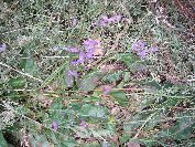 2010-10-24-016-Limonium