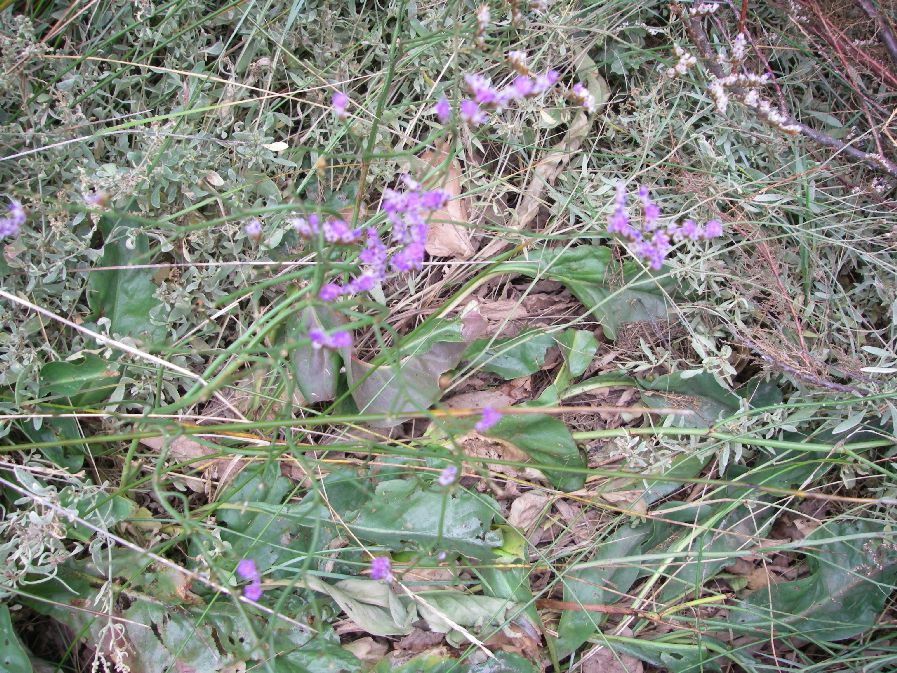2010-10-24-016-Limonium
