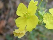 2010-10-24-017-Cabbage
