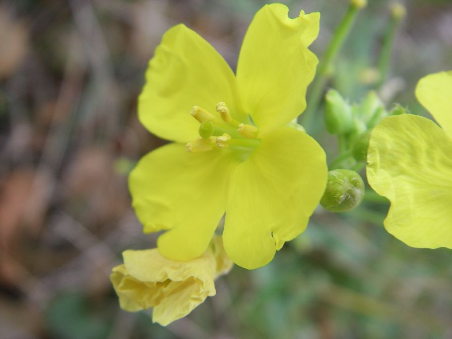 2010-10-24-017-Cabbage