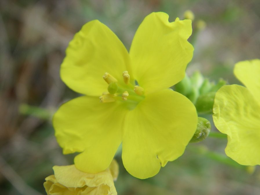 2010-10-24-018-Cabbage