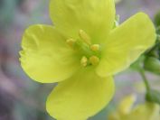 2010-10-24-019-Cabbage