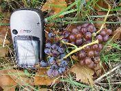 2010-10-24-021-Scrumping