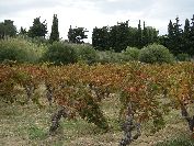 2010-10-24-022-Vinyards
