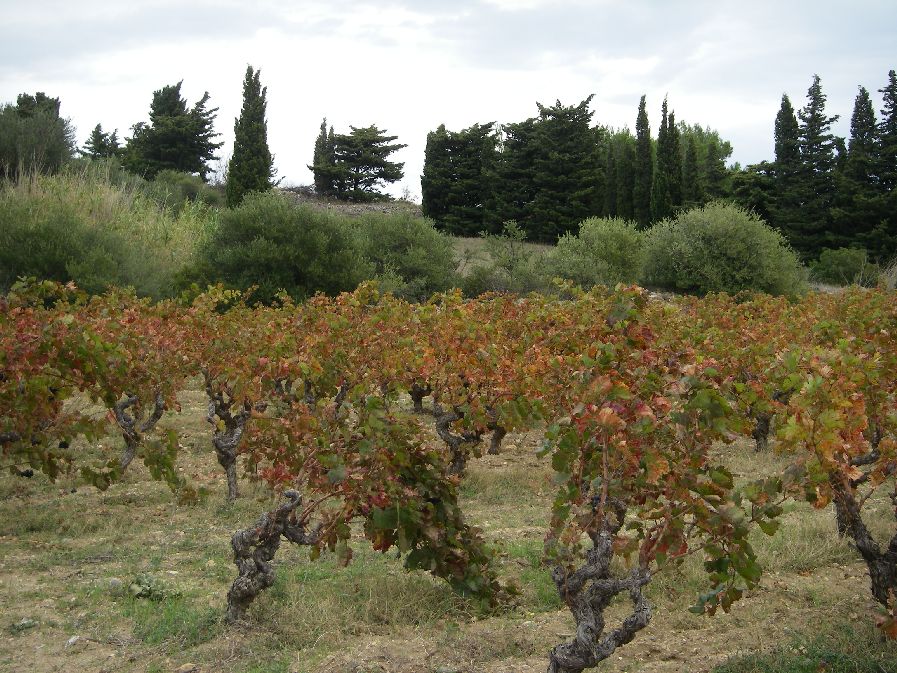 2010-10-24-022-Vinyards