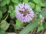 2010-10-24-023-Mint-Peppermint