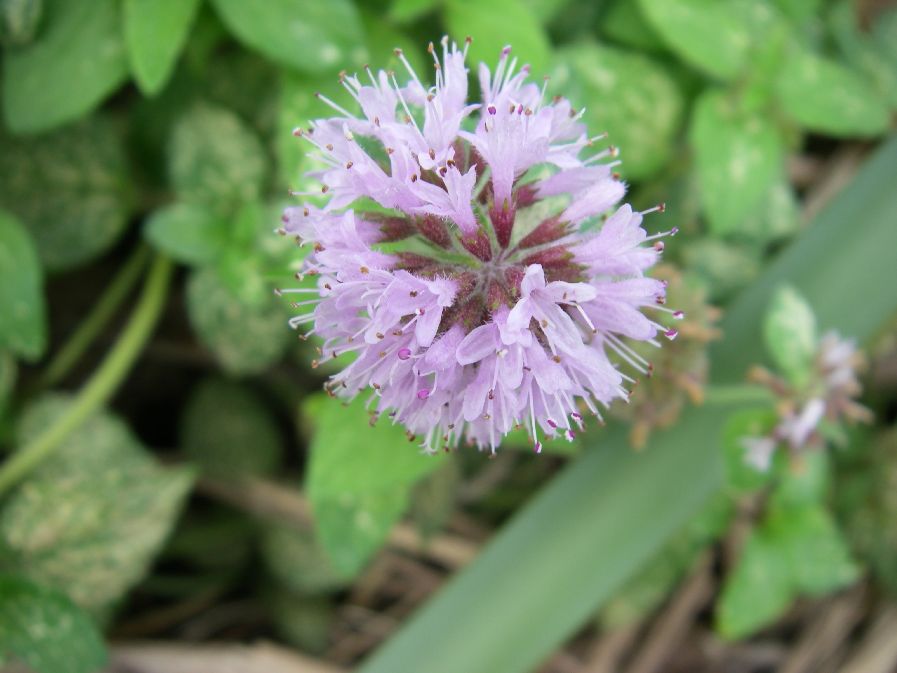 2010-10-24-023-Mint-Peppermint