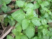 2010-10-24-024-Mint-Peppermint