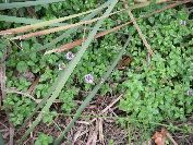 2010-10-24-025-Mint-Peppermint