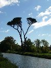 2010-10-25-042-Canal-de-la-Robine-Pines