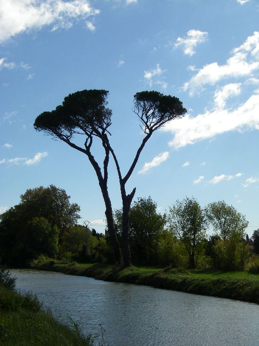 2010-10-25-042-Canal-de-la-Robine-Pines
