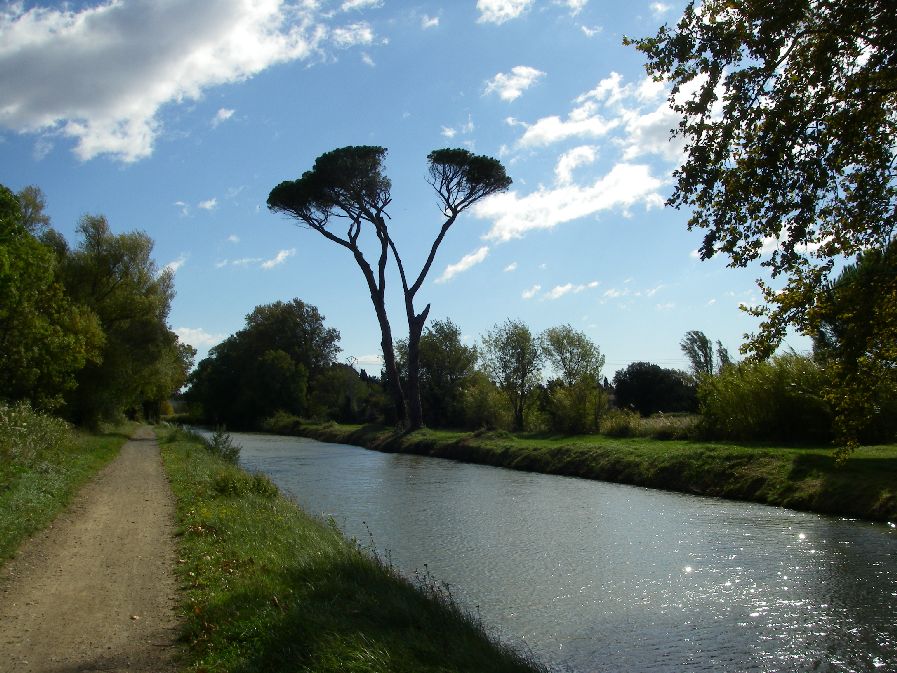 2010-10-25-043-Canal-de-la-Robine-Pines