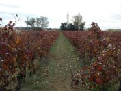 2010-10-27-035-Autumn-Grape-Vines