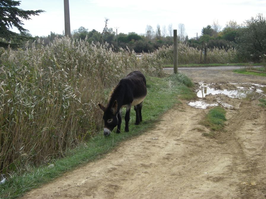 2010-10-27-038-Le-Boat-Boatyard-Donkey